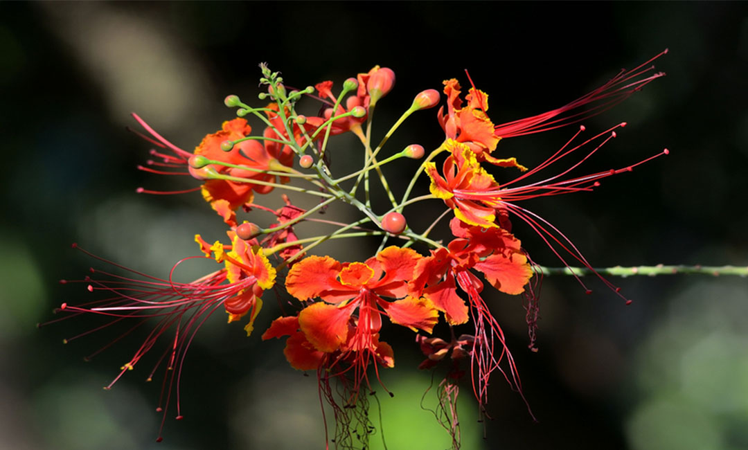 三门峡花帮主百科词条创建案例
